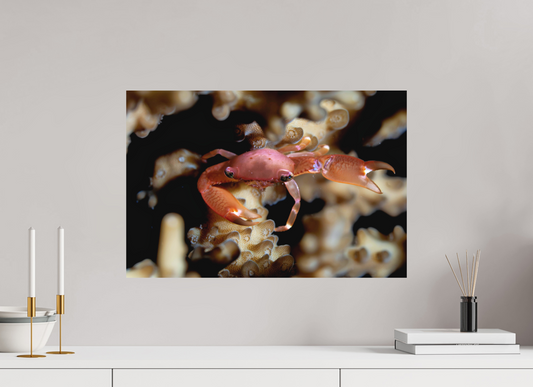 60 x 40 cm, Frameless Between Polyps