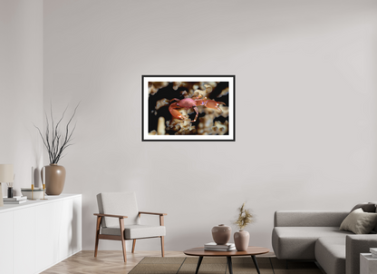 90 x 60 cm, Framed Between Polyps
