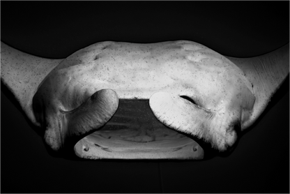 Main image Belly of the Ocean