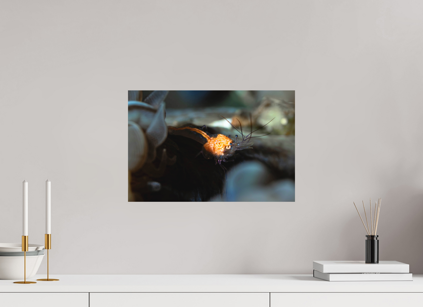45 x 30 cm, Frameless Anatomy of a Shrimp