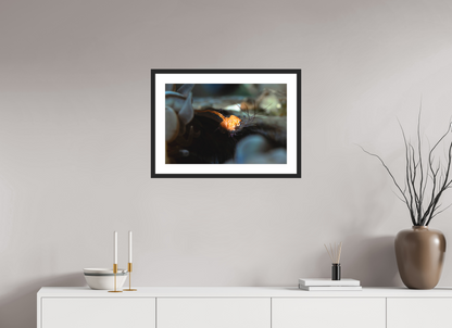 60 x 40 cm, Framed Anatomy of a Shrimp