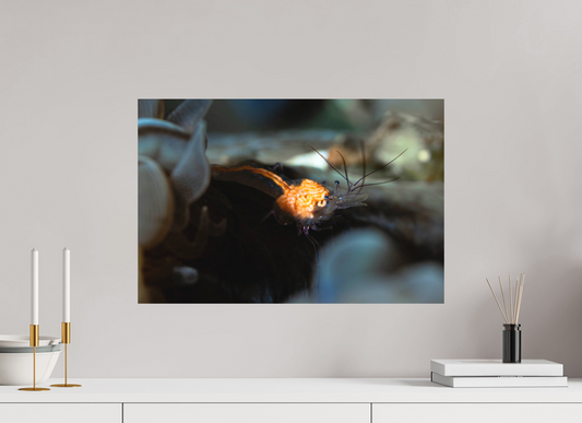 60 x 40 cm, Frameless Anatomy of a Shrimp