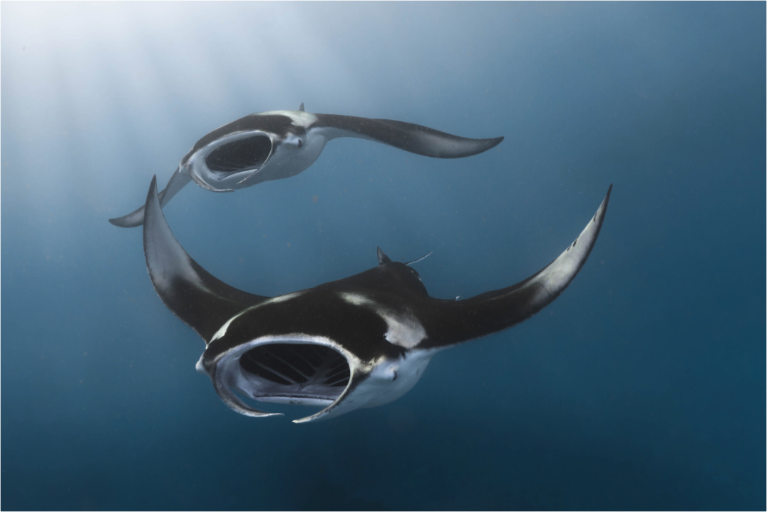 Main image Manta Duo