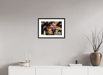 45 x 30 cm, Framed Between Polyps