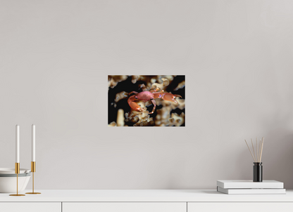30 x 20 cm, Frameless Between Polyps