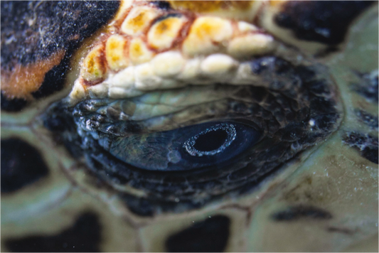 Main image Eye of the Reef