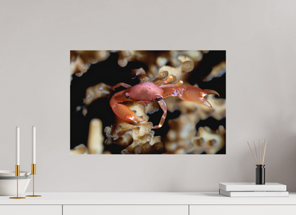 60 x 40 cm, Frameless Between Polyps