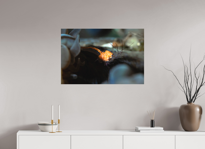 90 x 60 cm, Frameless Anatomy of a Shrimp