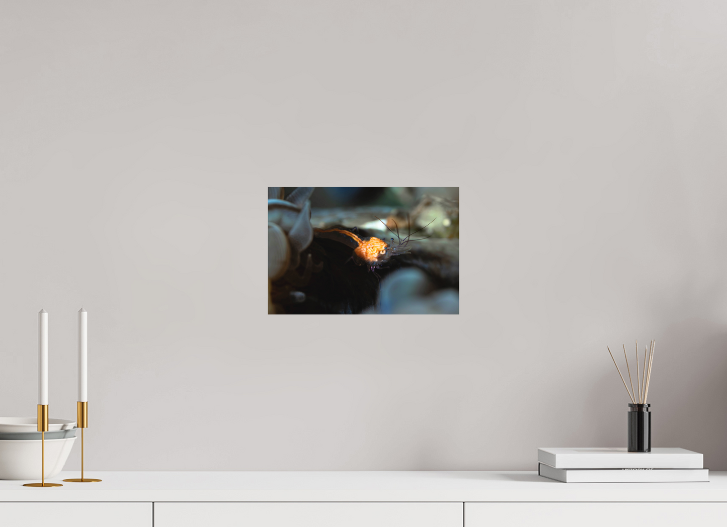 30 x 20 cm, Frameless Anatomy of a Shrimp