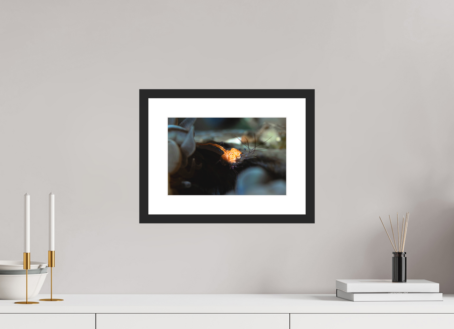 30 x 20 cm, Framed Anatomy of a Shrimp