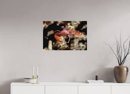 75 x 50 cm, Frameless Between Polyps