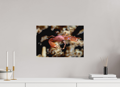 45 x 30 cm, Frameless Between Polyps