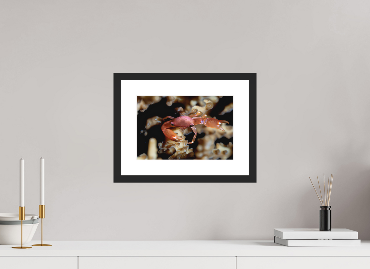 30 x 20 cm, Framed Between Polyps