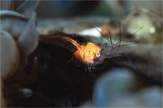 Main image Anatomy of a Shrimp
